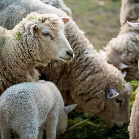 Casa Do Caldas - * Retorta (Porto)