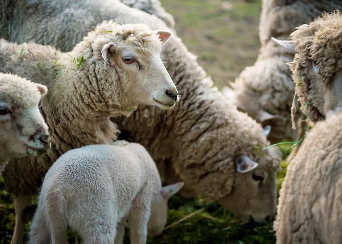 Casa Do Caldas - * Retorta (Porto)